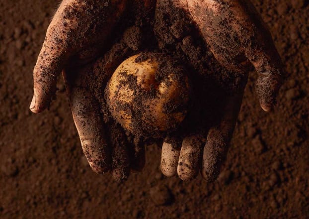 今金町で作られる土づくりにこだわったじゃがいも