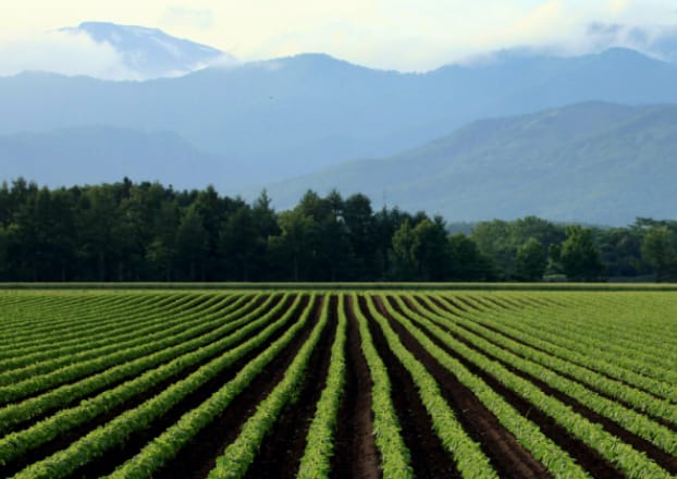 昼夜の寒暖差の大きい気候条件
