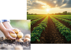 ゆめいころは北海道の大自然で育った男爵の美味しさを引き継ぐ新品種のじゃがいも